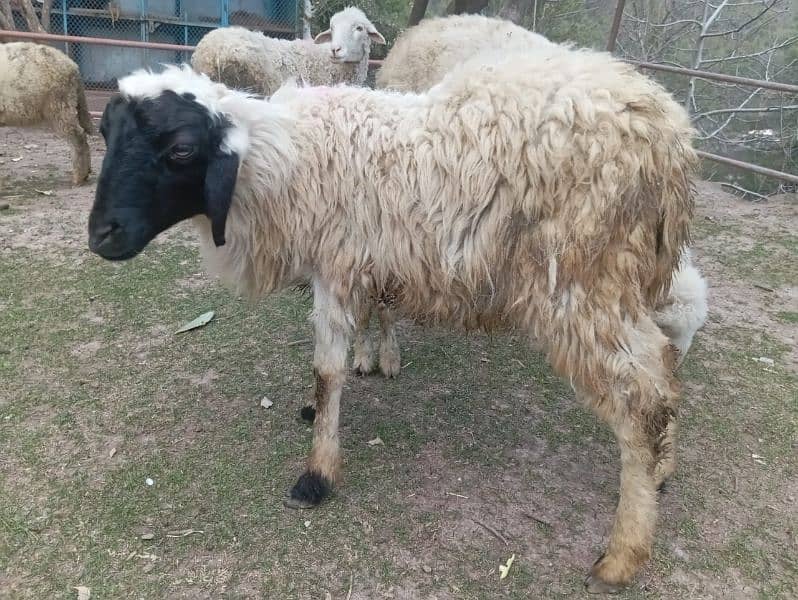 afghan male sheep for sale best for Qurbani 6