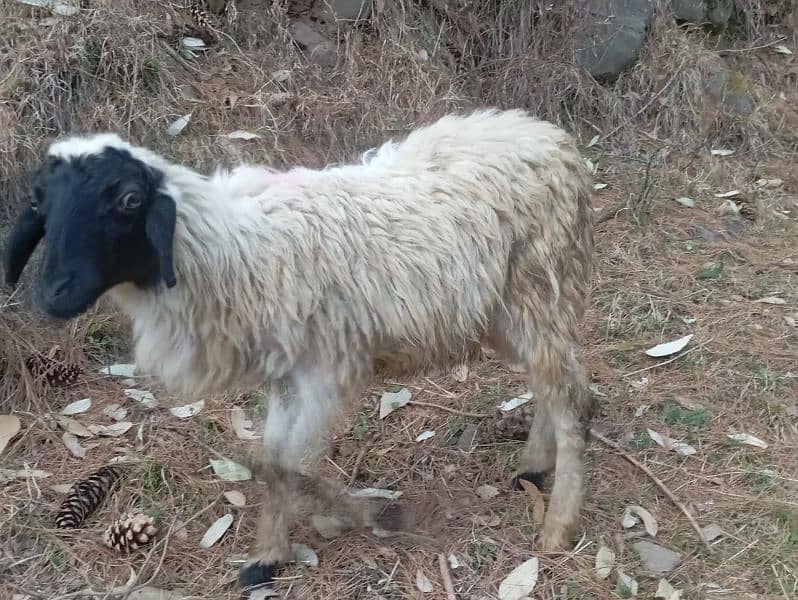 afghan male sheep for sale best for Qurbani 7