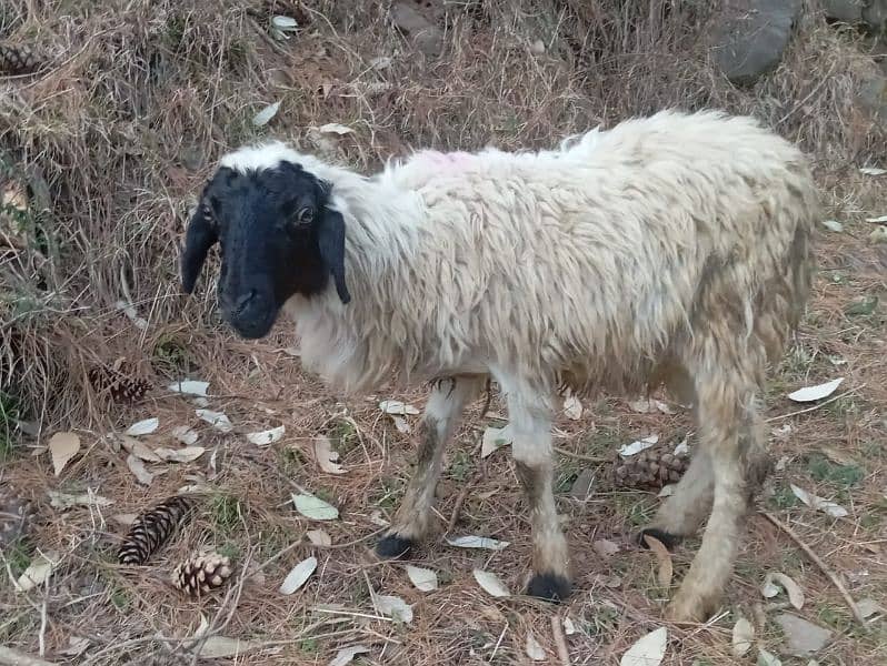 afghan male sheep for sale best for Qurbani 8