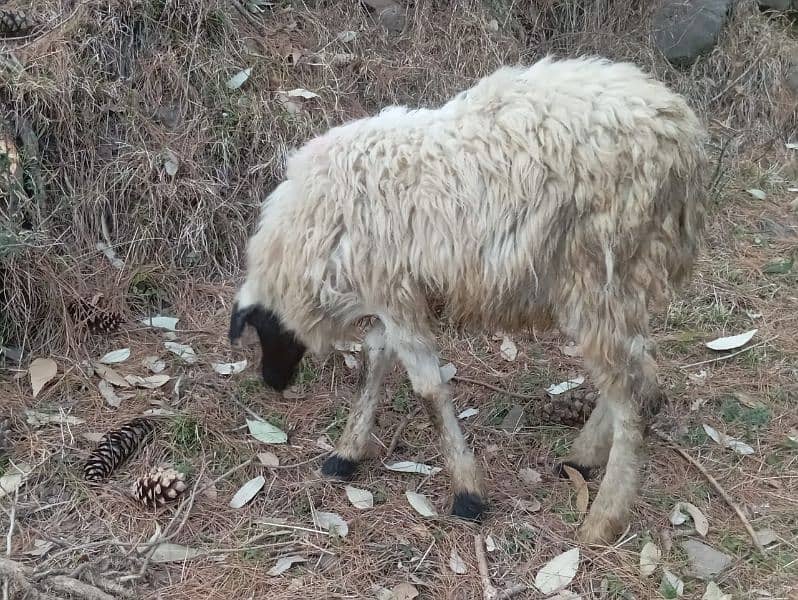 afghan male sheep for sale best for Qurbani 10