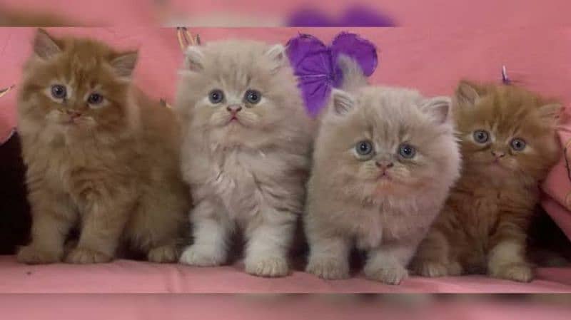 Persian kittens 1