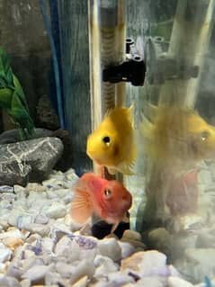 parrot fish plus 4 fish for free