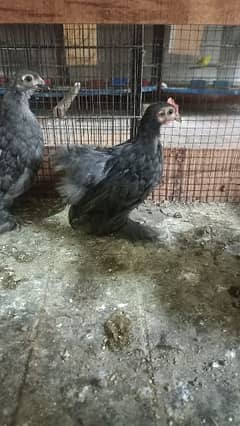 Bentum Chicks for sale