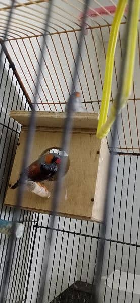 Mutation Zebra Finches Male/Females/Pairs All Available 7