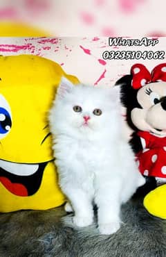 white Persian triple long coated kitten | semi punch face| Persian cat