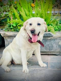 Loving Labrador Bella Seeks Forever Home Owner Going Abroad