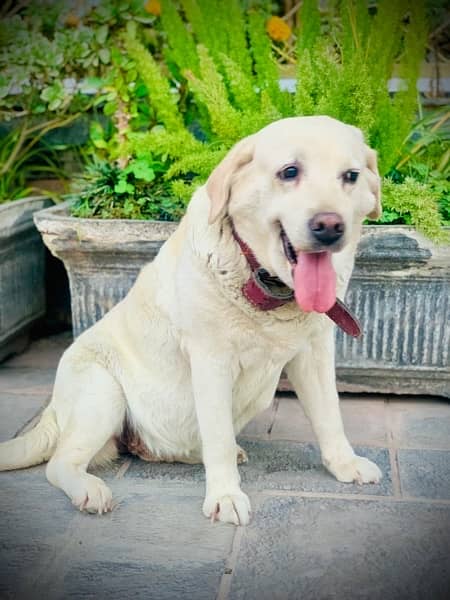 Loving Labrador Bella Seeks Forever Home Owner Going Abroad 3