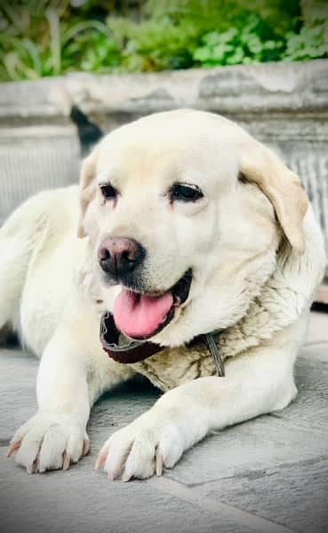 Loving Labrador Bella Seeks Forever Home Owner Going Abroad 4