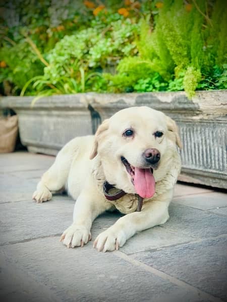 Loving Labrador Bella Seeks Forever Home Owner Going Abroad 5