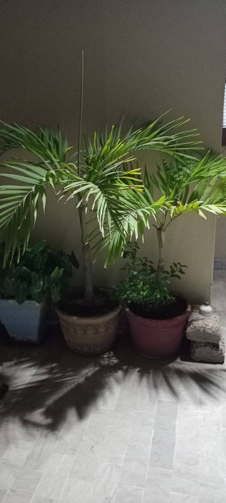 Palm Tree 0
