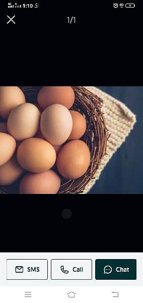 fertile eggs Japanese. bantum. lohmn,RiR,buff,silki 3