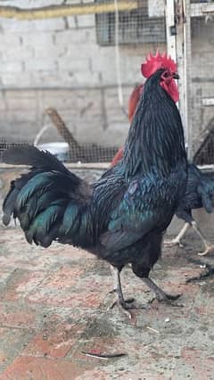 Originally australorp rooster for sale