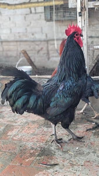 Originally australorp rooster for sale 0