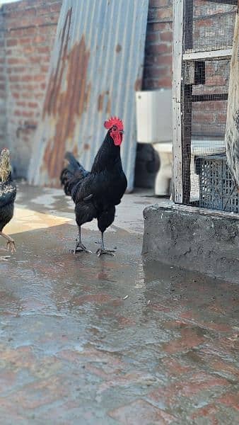 Originally australorp rooster for sale 1