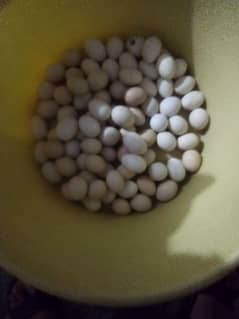 australop eggs available