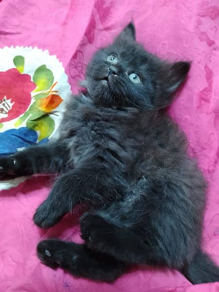 black female kitten available for sale age 2 month's 0