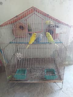 Parrot for sale 1Breader pair Rs700 WhatsApp number 03439291359