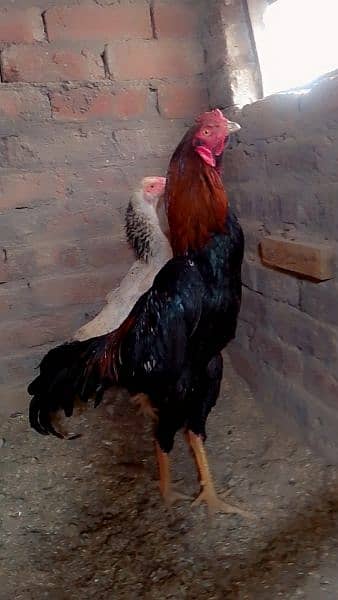 O Shamo &  Hera chicks Sale 2