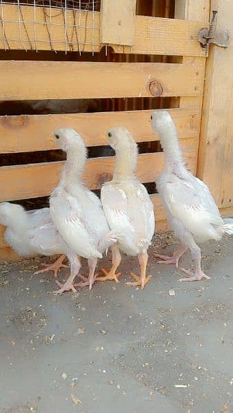 O Shamo &  Hera chicks Sale 9