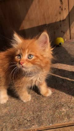 Ginger Persian kitten pair for sale