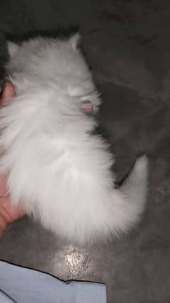 female Persian kitten