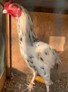 Aseel Heera pair with 7 chicks & eggs for sale