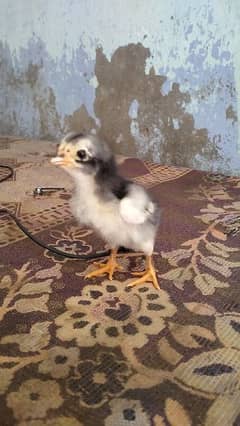 High quality aseel chicks