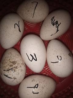 turkey bird eggs