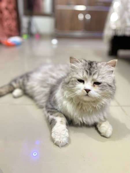 Persian cat | Yellow eyes | Fully trained 1