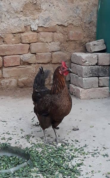 Golden hen for sale 0