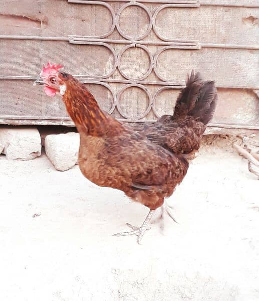 Golden hen for sale 1