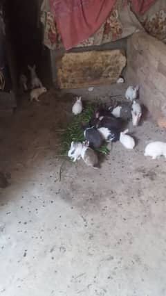Rabbits Available babies