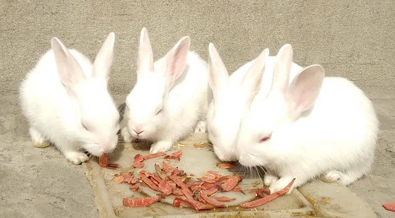 Rabbits Available babies 1
