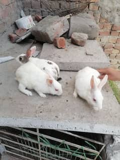 Rabbit In Pakistan in Pakistan, Free classifieds in Pakistan | OLX Pakistan