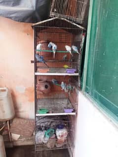 cage with 6 paiir for sale