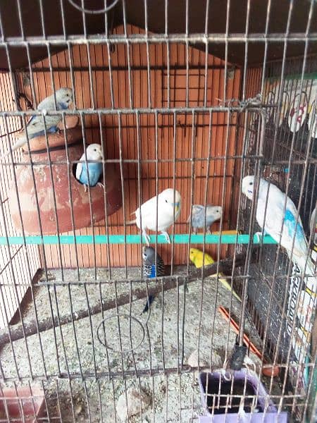 cage with 6 paiir for sale 1