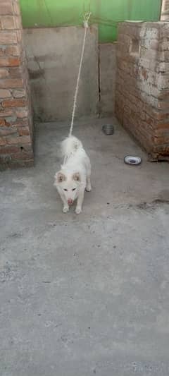Russian dog Health and Friendly Full active 03035102940