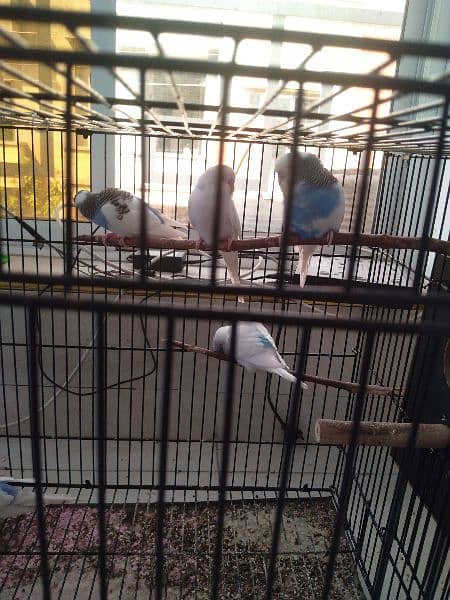 Australian Bajri parrot 0