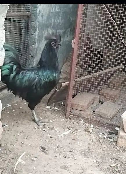 Ayam cemani  | grey tongue| Indonesia chicks 0