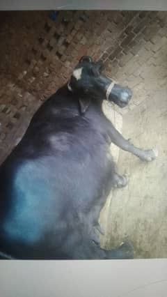 beautiful and healthy buffalo tesra swa 9sy 10 kg milk . Sat kati 4 mah