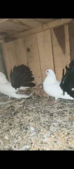 Black tail breader pair with agges ,pome pouter,