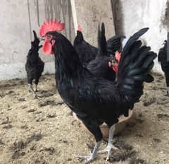 Australorp Single and pair and fertile eggs.