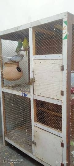 Australian bird /Rs 500 Dove/600 and cage /Rs 1500 0