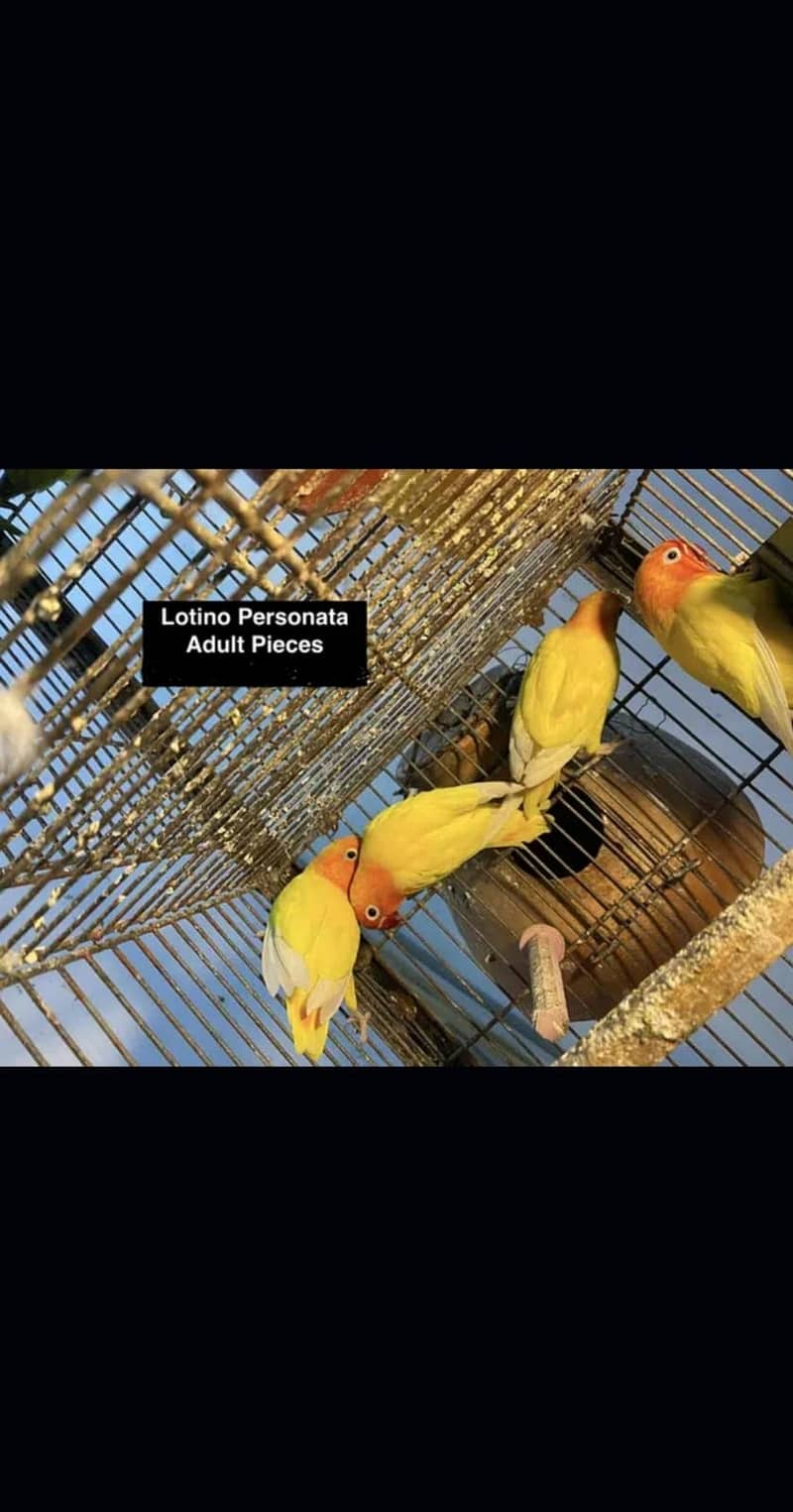LOVEBIRD LOVE BIRD quality BREEDER PAIRs, ADULTs & PATHEY 5