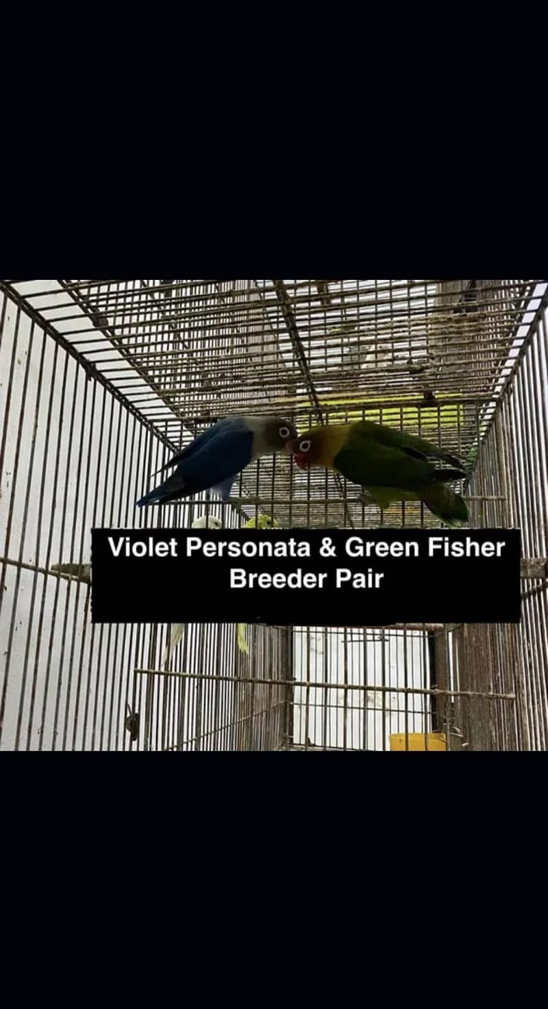 LOVEBIRD LOVE BIRD quality BREEDER PAIRs, ADULTs & PATHEY 9