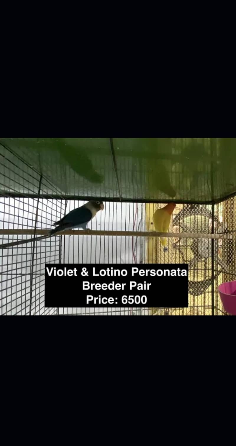LOVEBIRD LOVE BIRD quality BREEDER PAIRs, ADULTs & PATHEY 11