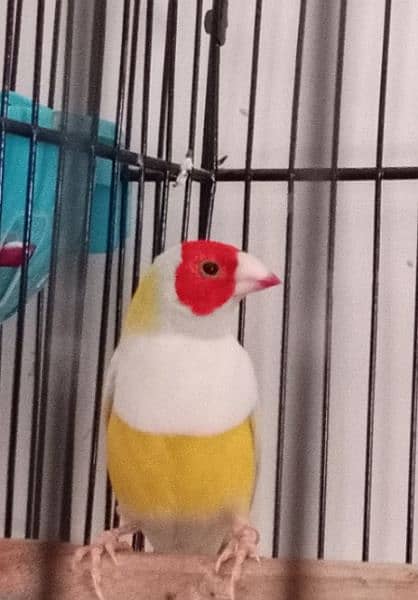 Gouldian plus Bangalese breeder pairs 0