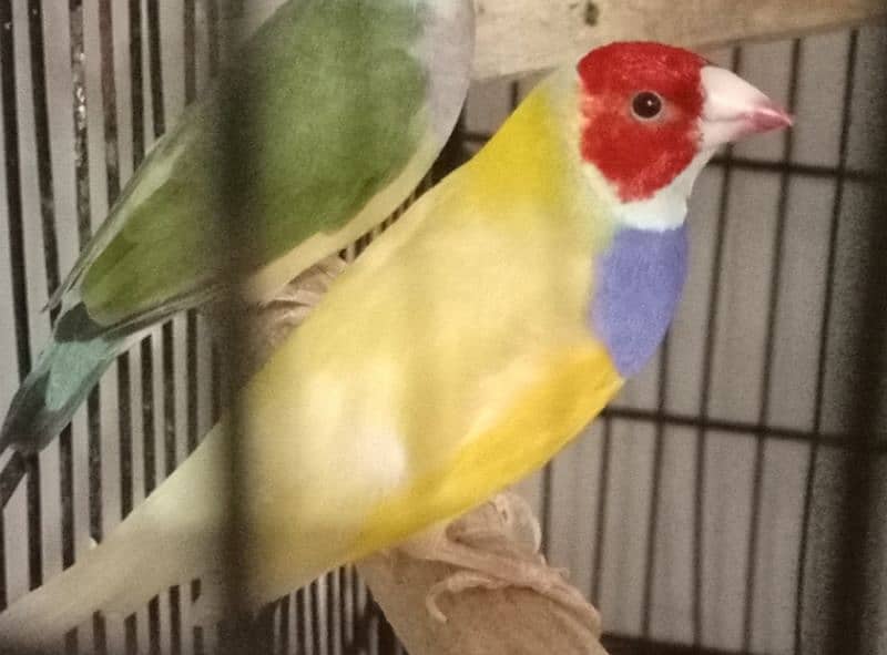 Gouldian plus Bangalese breeder pairs 1