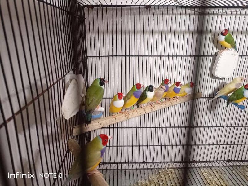 Gouldian plus Bangalese breeder pairs 2