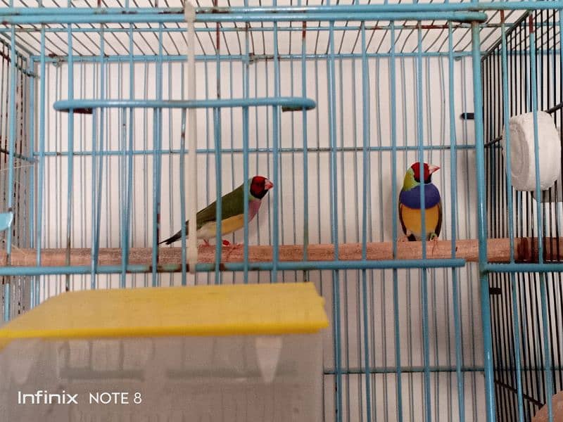 Gouldian plus Bangalese breeder pairs 3